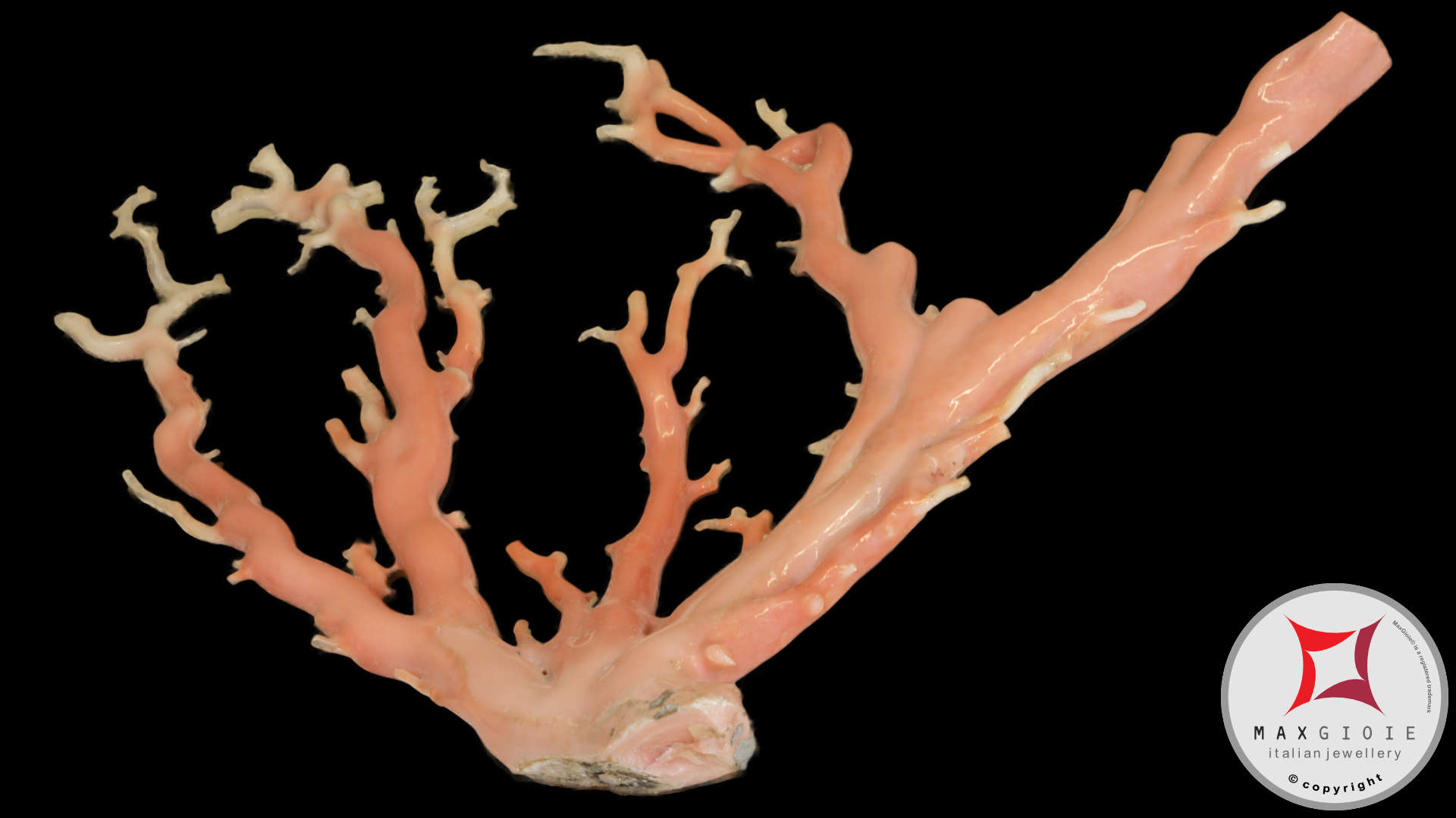 Maxgioie: Pink Coral